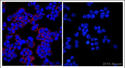 Immunocytochemistry/ Immunofluorescence - Anti-GFP antibody (AB13970)