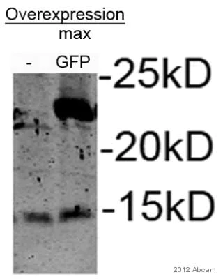 Western blot - Anti-GFP antibody (AB13970)