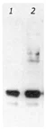 Western blot - Anti-GFP antibody (AB13970)