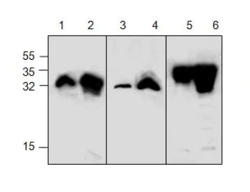 Western blot - Anti-GFP antibody (AB286193)