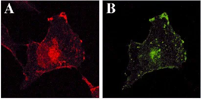 Immunocytochemistry - Anti-GFP antibody (AB290)