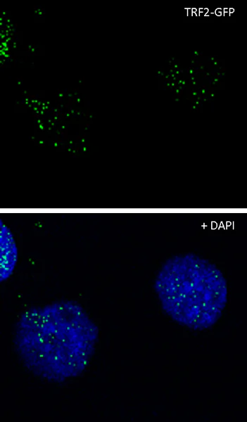 Immunocytochemistry/ Immunofluorescence - Anti-GFP antibody (AB290)