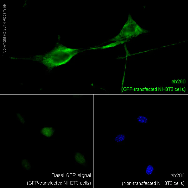 Immunocytochemistry/ Immunofluorescence - Anti-GFP antibody (AB290)