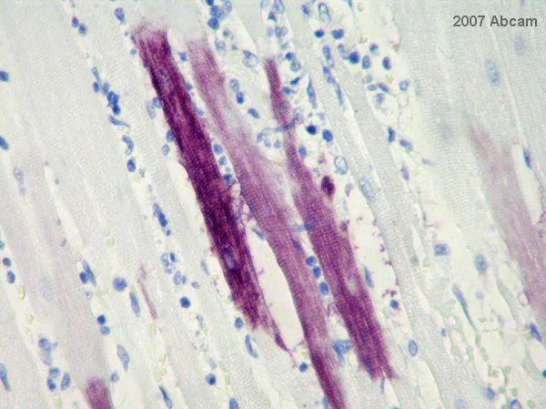 Immunohistochemistry (Formalin/PFA-fixed paraffin-embedded sections) - Anti-GFP antibody (AB290)