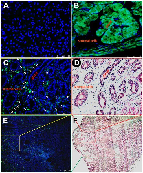 Immunohistochemistry (Formalin/PFA-fixed paraffin-embedded sections) - Anti-GFP antibody (AB290)