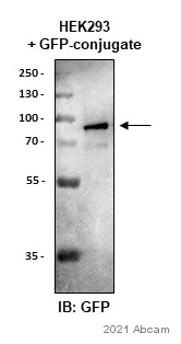Western blot - Anti-GFP antibody (AB290)