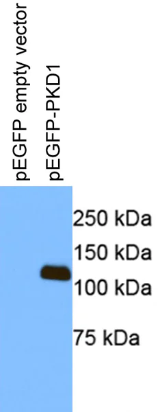 Western blot - Anti-GFP antibody (AB290)