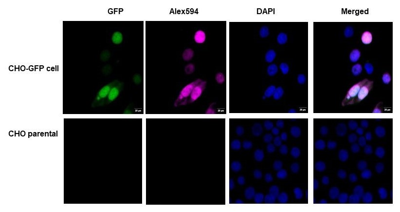 Immunocytochemistry/ Immunofluorescence - Anti-GFP antibody (AB307275), expandable thumbnail