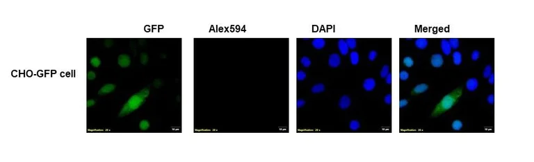Immunocytochemistry/ Immunofluorescence - Anti-GFP antibody (AB307275)