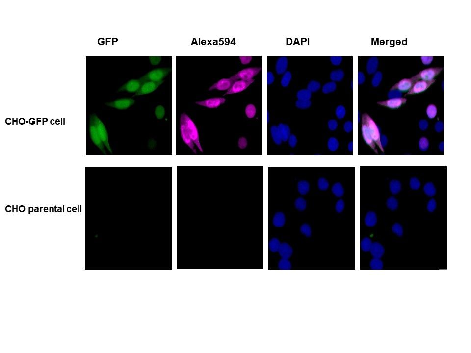 Immunocytochemistry/ Immunofluorescence - Anti-GFP antibody (AB307276), expandable thumbnail