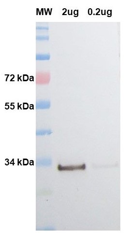 Western blot - Anti-GFP antibody (AB307276), expandable thumbnail