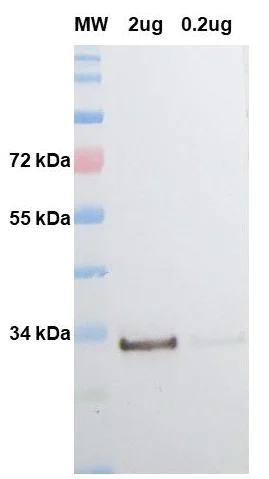 Western blot - Anti-GFP antibody (AB307276)