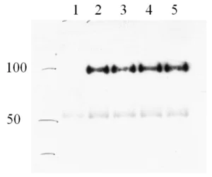 Western blot - Anti-GFP antibody (AB5449)
