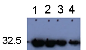 Western blot - Anti-GFP antibody (AB5449)