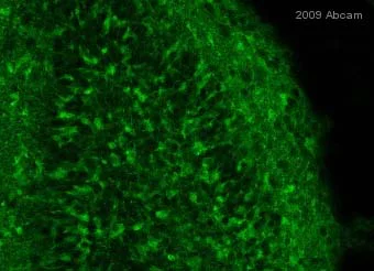 Immunohistochemistry (Formalin/PFA-fixed paraffin-embedded sections) - Anti-GFP antibody (AB5450)