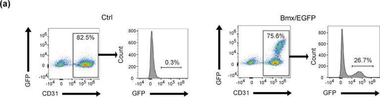 Flow Cytometry - Anti-GFP antibody (AB6556)