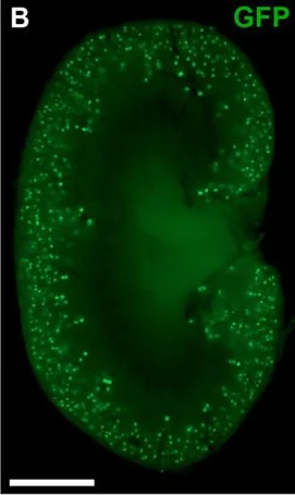 IHC - Wholemount - Anti-GFP antibody (AB6556)