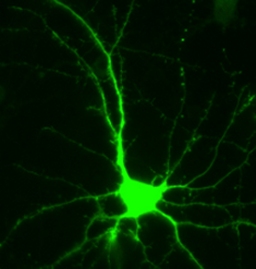 Immunocytochemistry/ Immunofluorescence - Anti-GFP antibody (AB6556), expandable thumbnail
