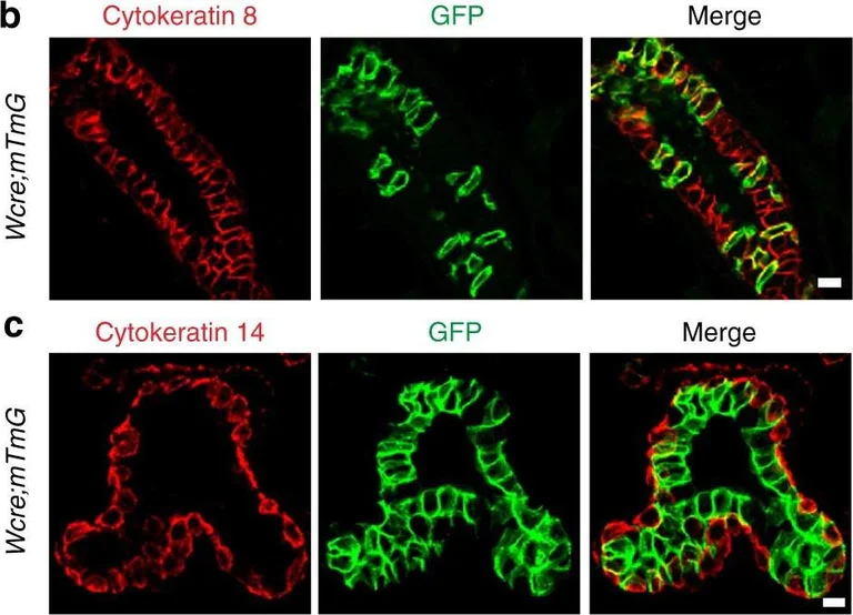 Immunohistochemistry - Anti-GFP antibody (AB6556)
