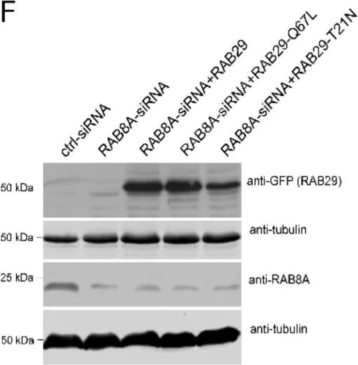Western blot - Anti-GFP antibody (AB6556)