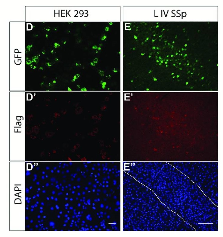 Immunocytochemistry/ Immunofluorescence - Anti-GFP antibody (AB6673), expandable thumbnail
