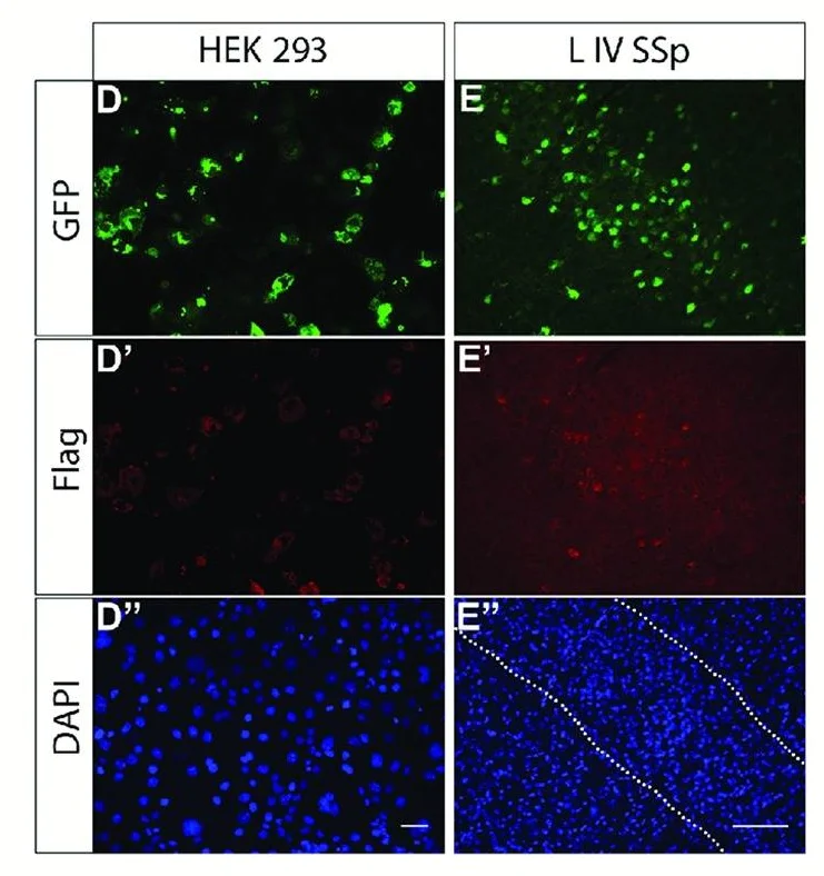 Immunocytochemistry/ Immunofluorescence - Anti-GFP antibody (AB6673)