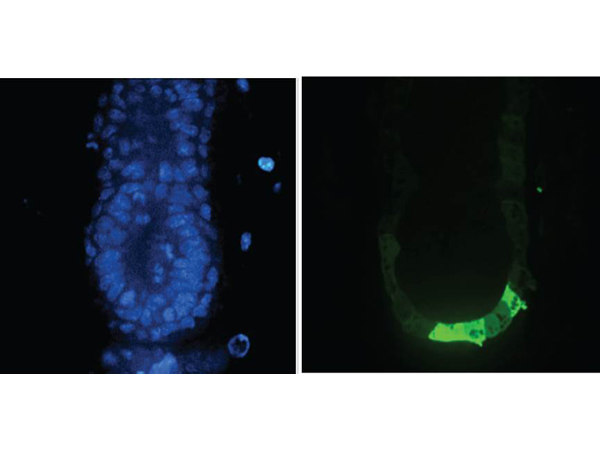 Immunofluorescence - Anti-GFP antibody (ab6673), expandable thumbnail