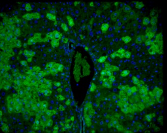 Immunohistochemistry (Formalin/PFA-fixed paraffin-embedded sections) - Anti-GFP antibody (AB6673), expandable thumbnail