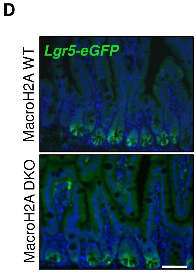 Immunohistochemistry (Formalin/PFA-fixed paraffin-embedded sections) - Anti-GFP antibody (AB6673)