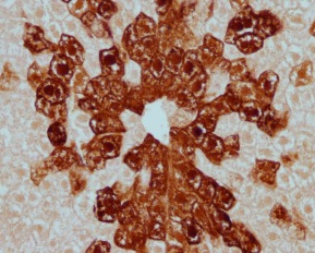 Immunohistochemistry (Formalin/PFA-fixed paraffin-embedded sections) - Anti-GFP antibody (ab6673), expandable thumbnail