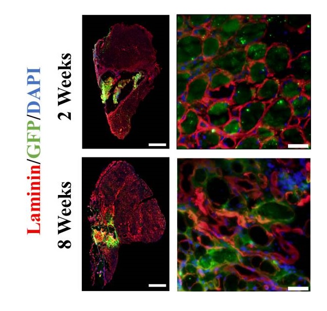 Immunohistochemistry (Frozen sections) - Anti-GFP antibody (AB6673), expandable thumbnail