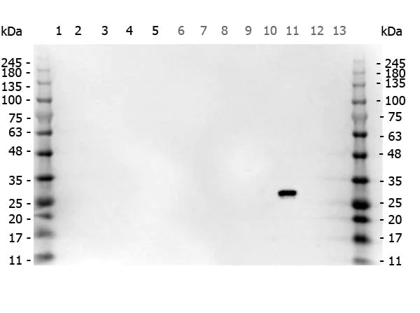 Western blot - Anti-GFP antibody (AB6673)