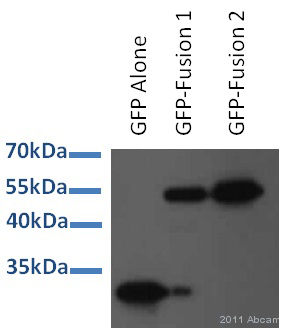 Western blot - Anti-GFP antibody (ab6673), expandable thumbnail
