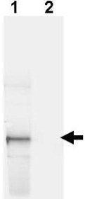 Western blot - Anti-GFP antibody (ab6673), expandable thumbnail