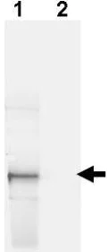 Western blot - Anti-GFP antibody (AB6673)