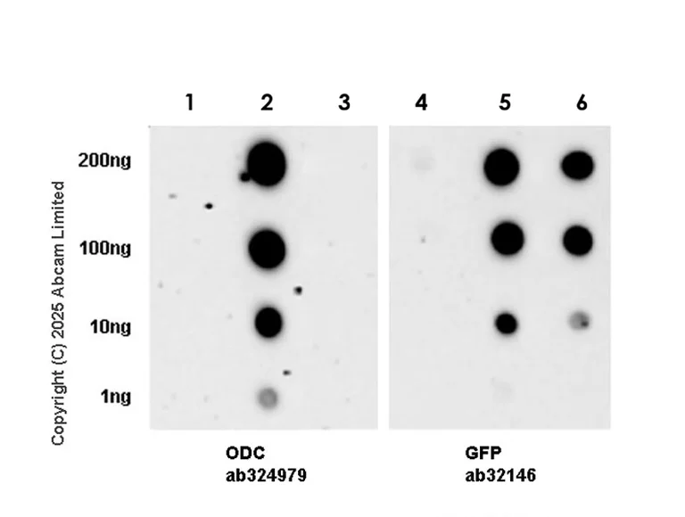 Dot Blot - Anti-GFP antibody [E385] (AB32146)
