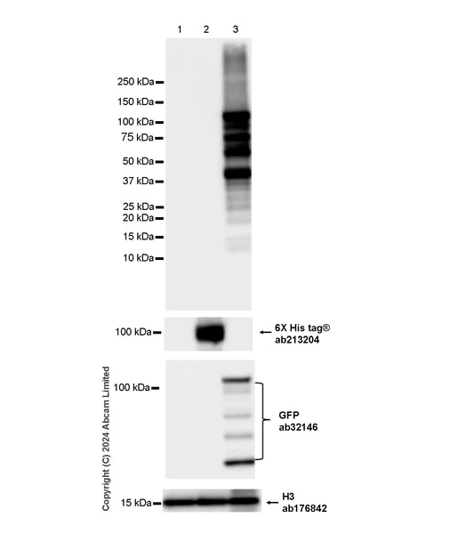Western blot - Anti-GFP antibody [E385] (AB32146)