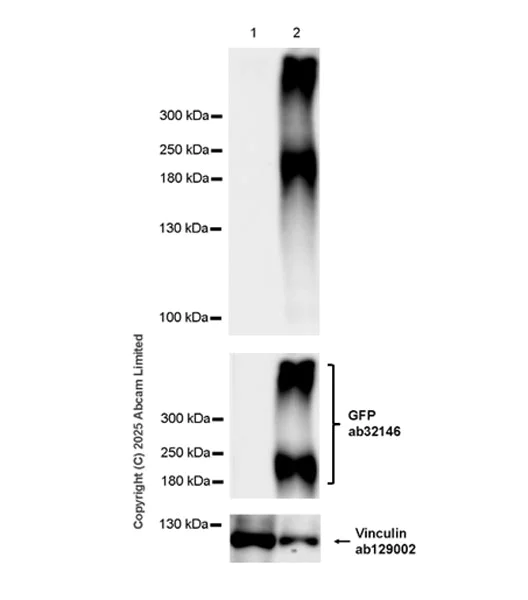 Western blot - Anti-GFP antibody [E385] (AB32146)