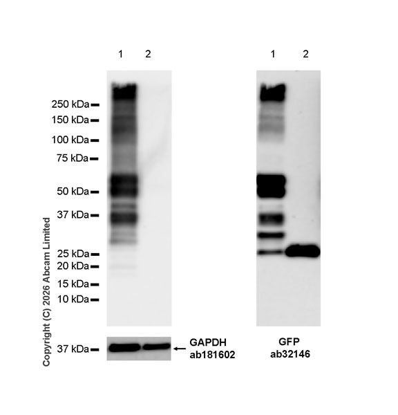 Western blot - Anti-GFP antibody [E385] (AB32146)