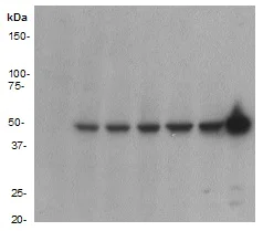 Western blot - Anti-GFP antibody [E385] (AB32146)