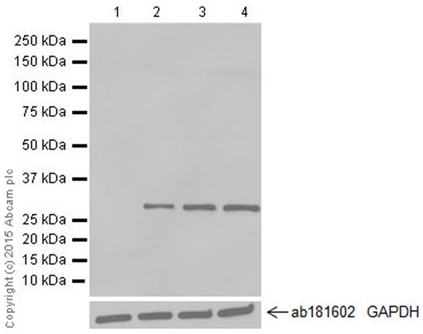 Western blot - Anti-GFP antibody [E385] - BSA and Azide free (AB239807)