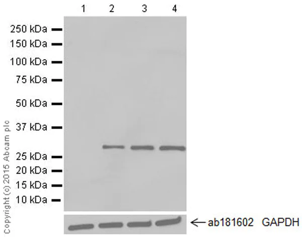 Western blot - Anti-GFP antibody [E385] - BSA and Azide free (AB239807)