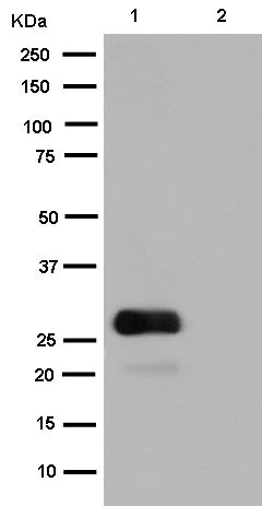Western blot - Anti-GFP antibody [EPR14104-89] (AB183735)
