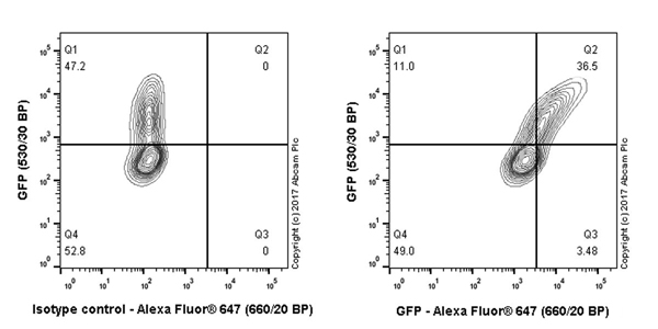 Flow Cytometry (Intracellular) - Anti-GFP antibody [EPR14104-89] - BSA and Azide free (AB236117), expandable thumbnail