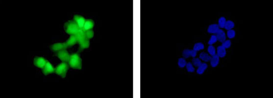 Immunocytochemistry/ Immunofluorescence - Anti-GFP antibody [EPR14104-89] - BSA and Azide free (AB236117), expandable thumbnail