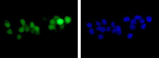 Immunocytochemistry/ Immunofluorescence - Anti-GFP antibody [EPR14104] (ab183734), expandable thumbnail