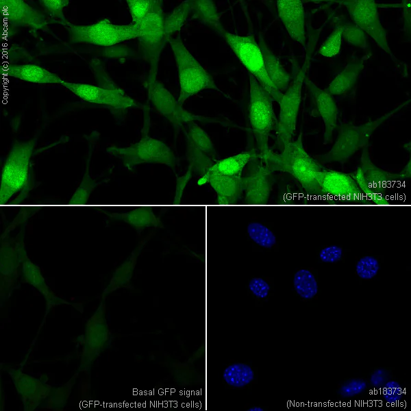 Immunocytochemistry/ Immunofluorescence - Anti-GFP antibody [EPR14104] (AB183734)