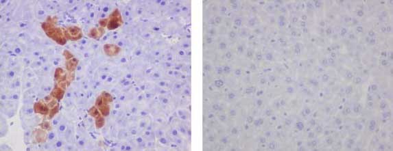 Immunohistochemistry (Formalin/PFA-fixed paraffin-embedded sections) - Anti-GFP antibody [EPR14104] (AB183734), expandable thumbnail