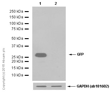 Western blot - Anti-GFP antibody [EPR14104] (AB183734), expandable thumbnail