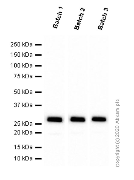 Western blot - Anti-GFP antibody [EPR14104] (ab183734), expandable thumbnail